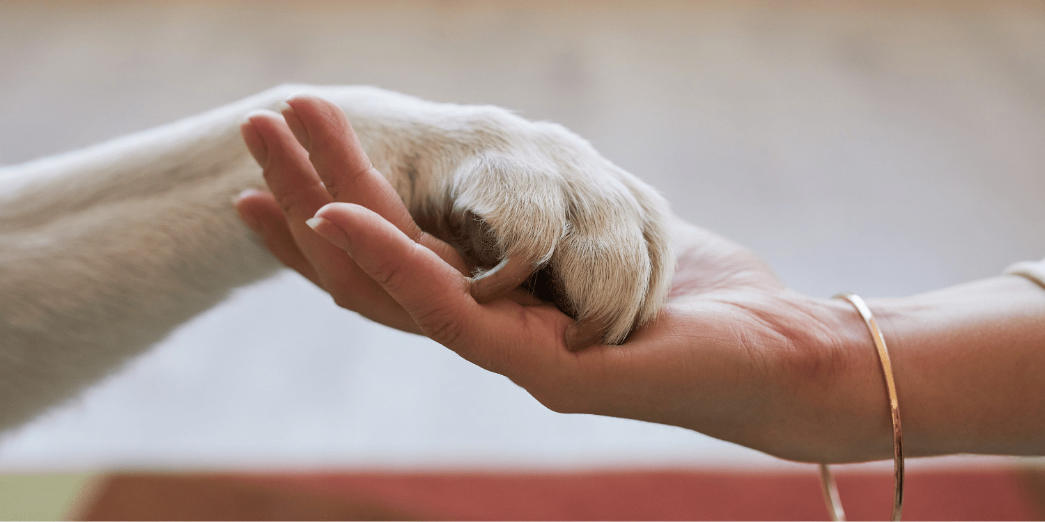 Voar com Pet: 5 Dicas para uma Viagem Aérea Segura e Tranquila