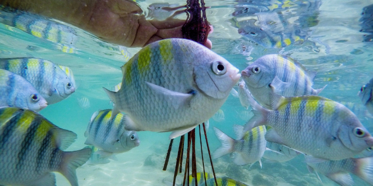 Foto subaquática de um cardume de peixes sergeant-major em águas claras de Porto de Galinhas, com detalhes das listras amarelas e azuis nos peixes.