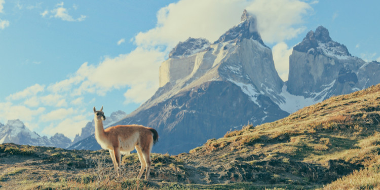 Guanaco na paisagem do Parque Nacional Torres del Paine, Chile, com montanhas icônicas ao fundo.