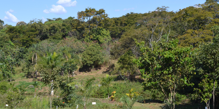 Uma paisagem vasta e verde do Jardim Botânico de Goiânia, com diferentes camadas de vegetação, desde plantas menores em primeiro plano até uma densa floresta ao fundo, sob um céu azul com nuvens esparsas.